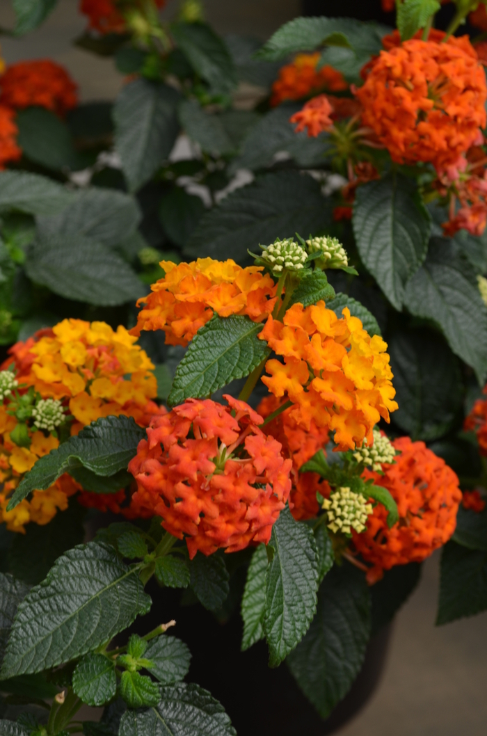 Lucky Flame Improved Lantana - Lantana camara 'Lucky Flame Improved'