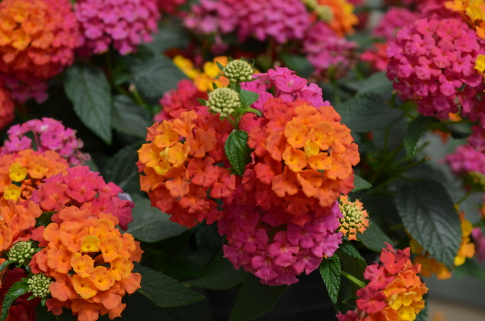 Lantana - Lantana camara 'Lucky™ Sunrise Rose' Lantana - Lantana camara 'Lucky™ Sunrise Rose'