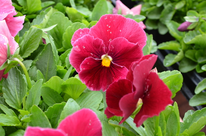Pansy - Viola x wittrockiana 'Spring Matrix® Rose' Pansy - Viola x wittrockiana 'Spring Matrix® Rose'