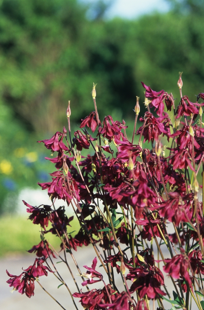 Columbine - Aquilegia canadensis Columbine - Aquilegia canadensis