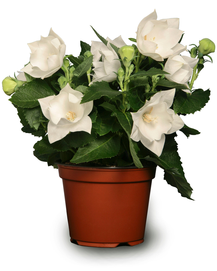 Balloon Flower - Platycodon Astra Semi Double White Balloon Flower - Platycodon Astra Semi Double White
