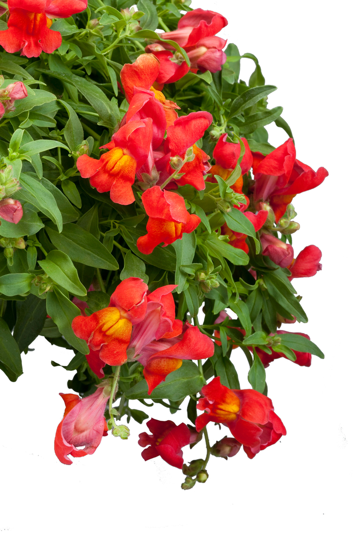 Trailing Snapdragon - Antirrhinum majus nanum pendula 'Candy Showers Orange'