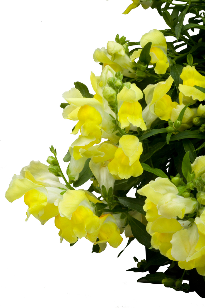 Snapdragon - Antirrhinum majus nanum pendula 'Candy Showers Yellow'