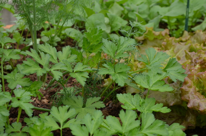 Parsley, Italian - Parsley crispum var. neapolitanum 'Ita