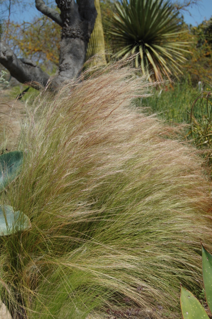 Mexican Feather Grass - Nassella tenuissima