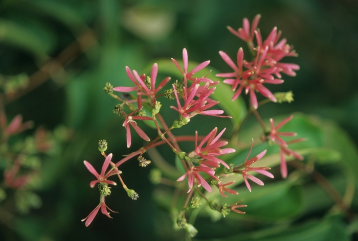 Seven Son Flower - Heptacodium miconioides