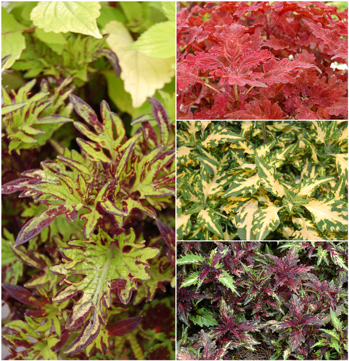 Coleus - Stained Glassworks™ Series Coleus - Stained Glassworks™ Series