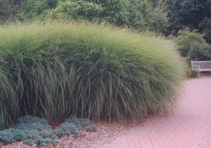 Maiden Grass - Miscanthus sinensis 'Gracillimus'