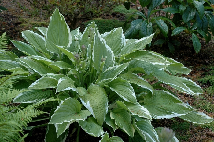 Plantain Lily - Hosta 'Regal Splendor' Plantain Lily - Hosta 'Regal Splendor'