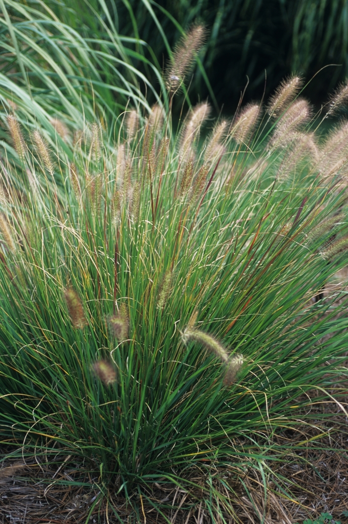 Fountain Grass - Pennisetum alopecuroides Fountain Grass - Pennisetum alopecuroides