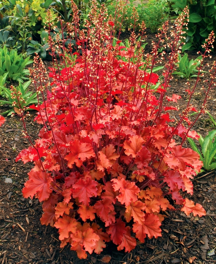 Coral Bells - Heuchera 'Peach Crisp' Coral Bells - Heuchera 'Peach Crisp'