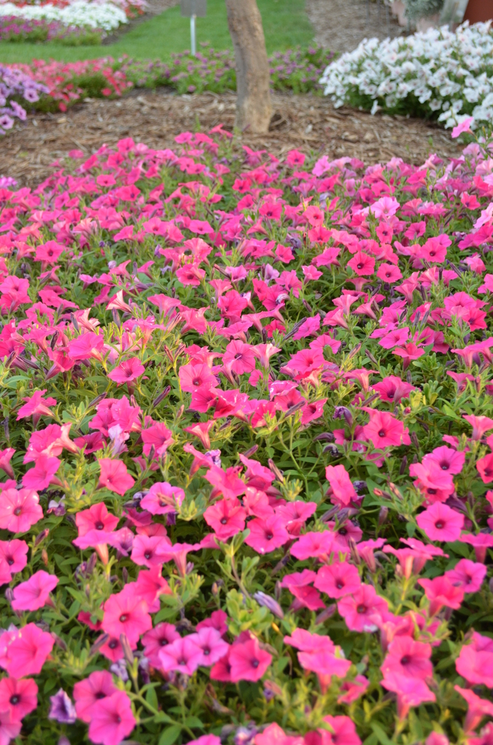 'Supertunia Vista Fuchsia' - Petunia hybrid 'Supertunia Vista Fuchsia' - Petunia hybrid