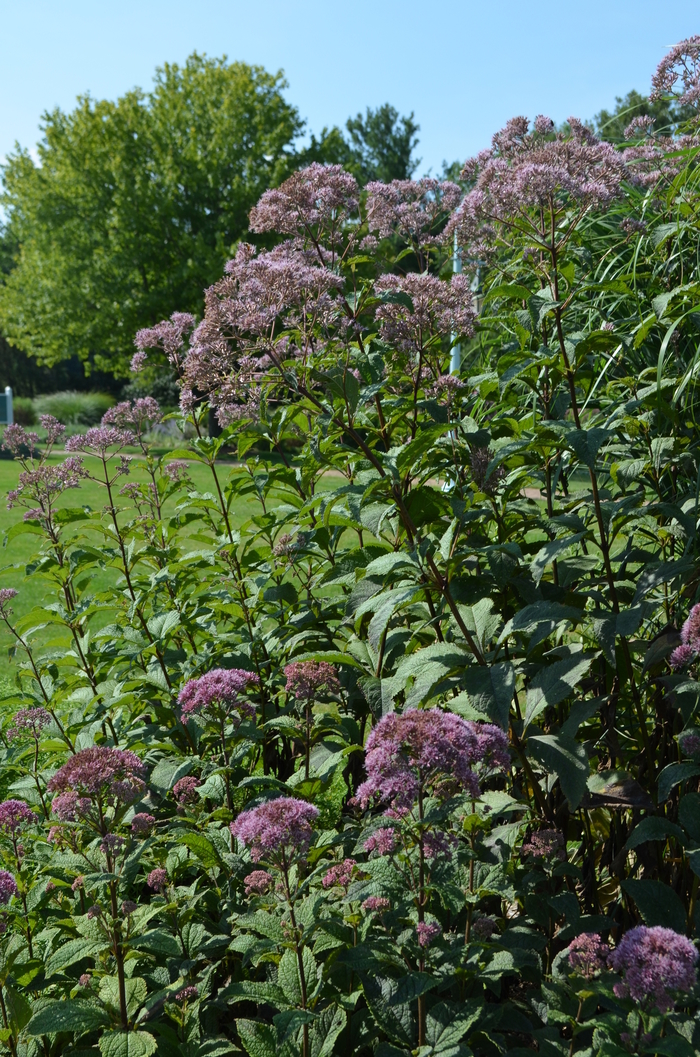 Joe Pye Weed - Eupatorium purpureum ssp. maculatum 'Gateway'