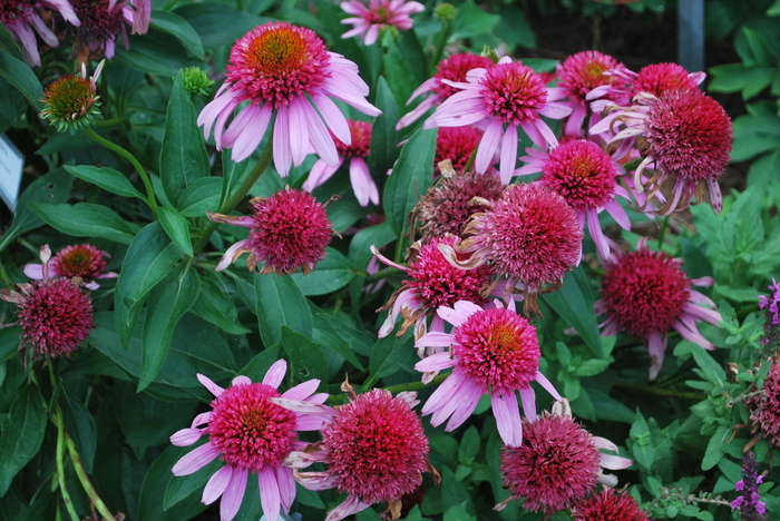 Purple Coneflower - Echinacea purpurea 'Double Scoop Bubblegum'