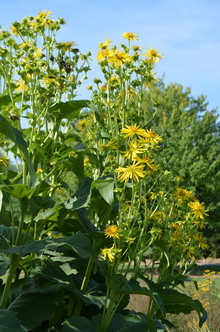 Cup Plant - Silphium perfoliatum Cup Plant - Silphium perfoliatum