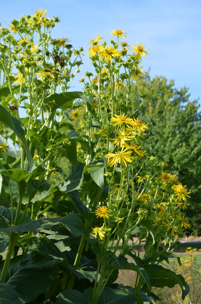 Cup Plant - Silphium perfoliatum