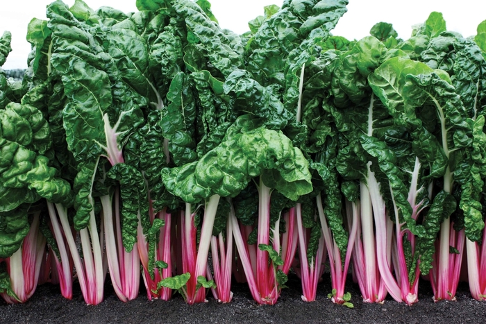 Swiss Chard - Swiss Chard 'Peppermint'