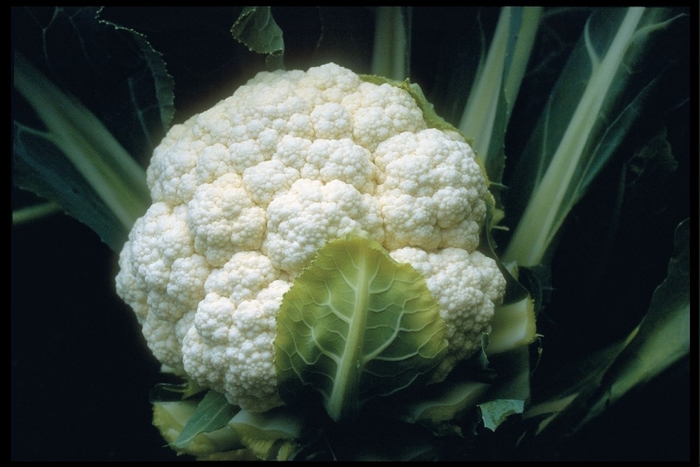 Cauliflower - Candid Charm F1 