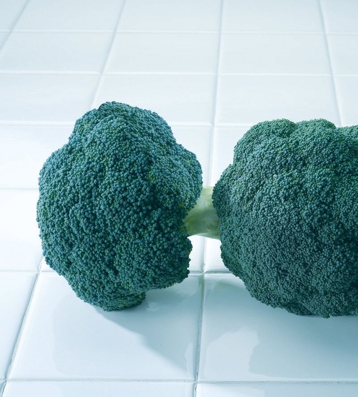 Broccoli - Brassica oleracea var. italica 'Destiny'