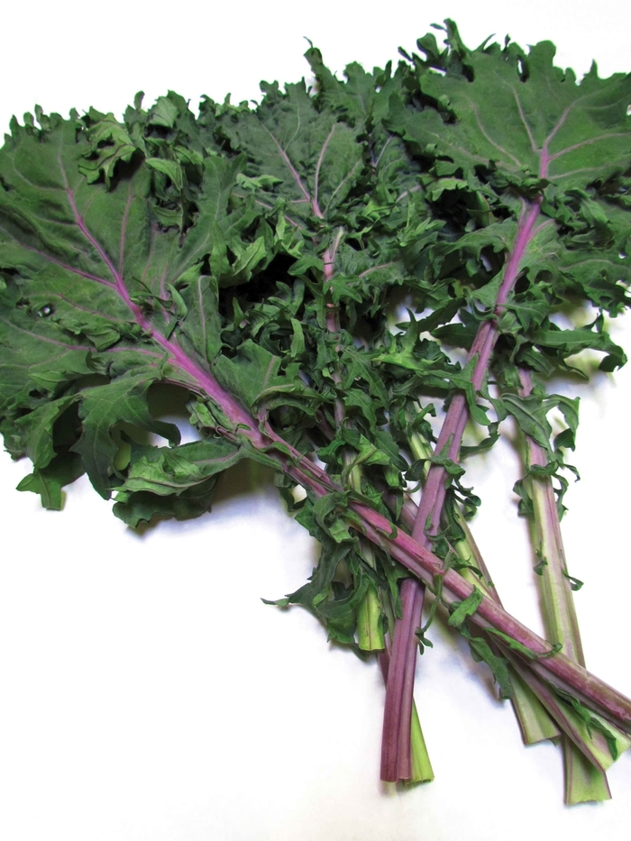 Kale - Kale 'Red Russian'