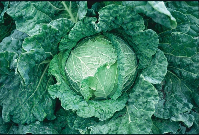 Cabbage - Brassica oler4acea var. capitat 'Savoy King'