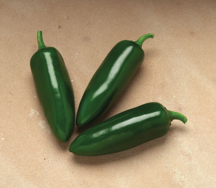 Pepper, Hot - Capsicum annuum 'Jalapeno Jalafuego' Pepper, Hot - Capsicum annuum 'Jalapeno Jalafuego'