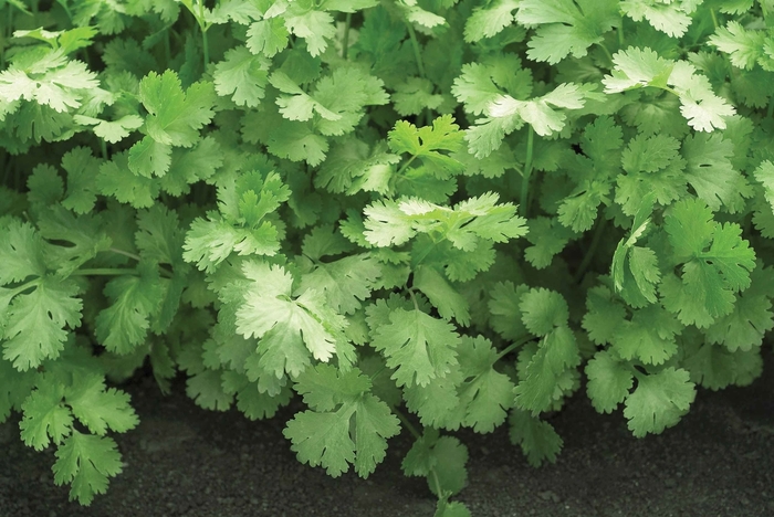 Cilantro - Coriandrum sativum 'Santo' Cilantro - Coriandrum sativum 'Santo'