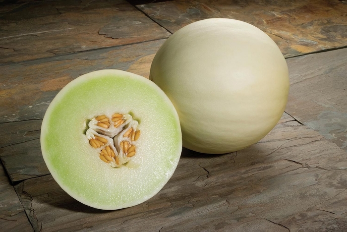 Melon, Honeydew - Cucumis melo 'Snow Mass' Melon, Honeydew - Cucumis melo 'Snow Mass'