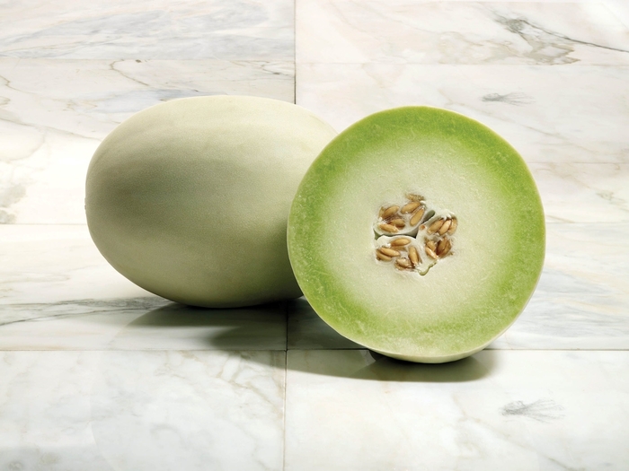 Melon - Cucumis melo 'Super Nectar' Melon - Cucumis melo 'Super Nectar'