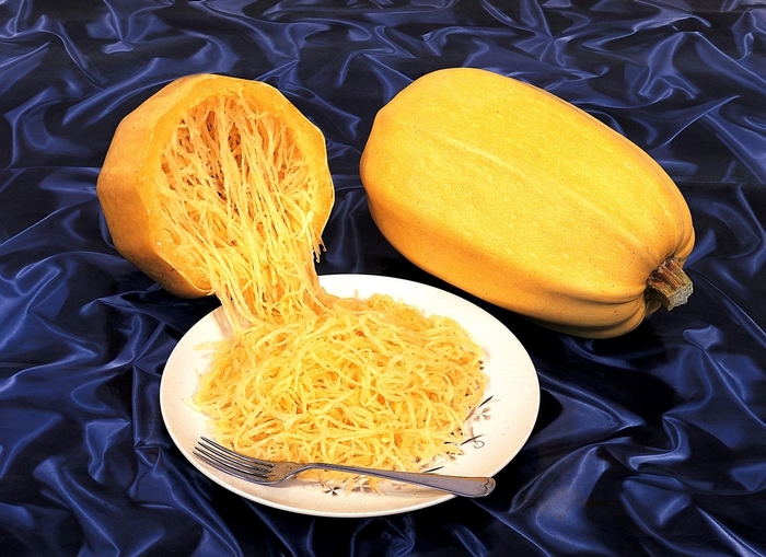 Squash - Curcurbita pepo 'Spaghetti Squash' Squash - Curcurbita pepo 'Spaghetti Squash'