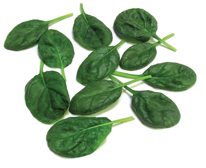Spinach - Spinacia 'Olympia F1' Spinach - Spinacia 'Olympia F1'