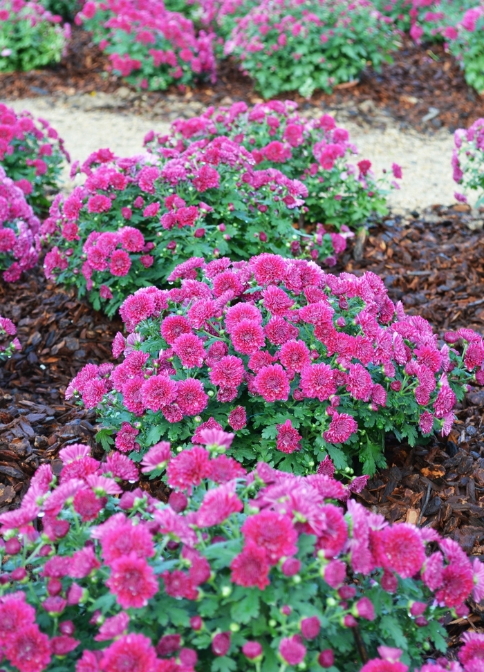 Belgian® 'Adiva Purple' - Chrysanthemum 'Adiva Purple'