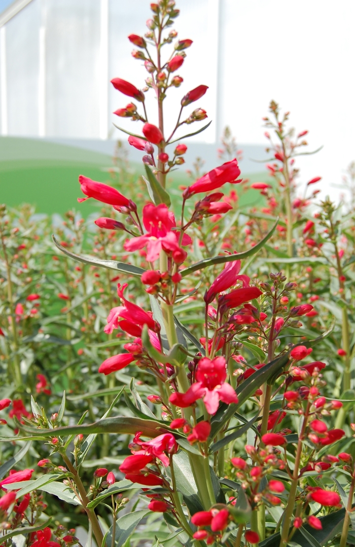 Beardtongue - Penstemon 'Red Riding Hood'