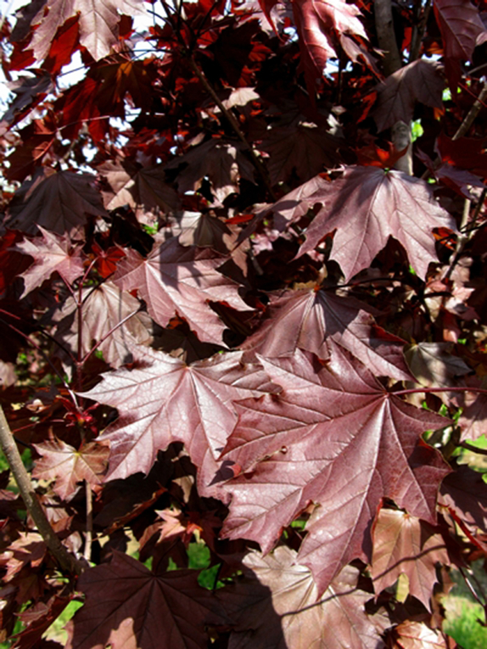 Royal Red Norway Maple - Acer platanoides 'Royal Red' (Norway Maple) Royal Red Norway Maple - Acer platanoides 'Royal Red' (Norway Maple)