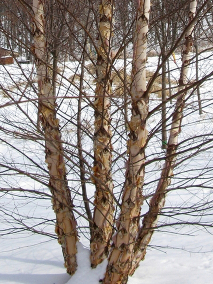 Heritage® - Betula nigra Heritage® - Betula nigra