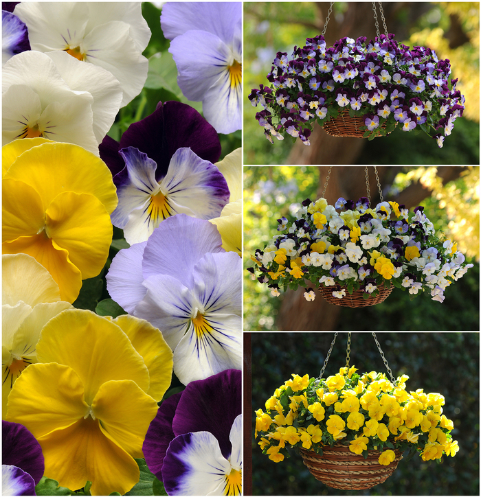 Pansy - Cool Wave Series Pansy - Cool Wave Series