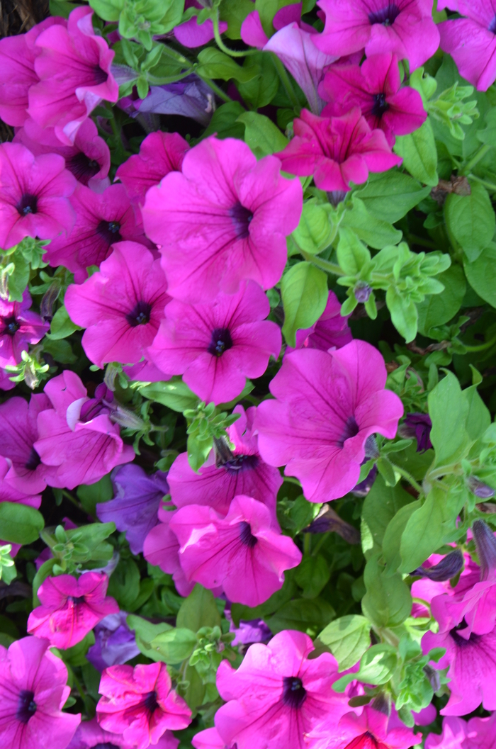 Petunia - Petunia hybrid Surfinia® Giant Purple Petunia - Petunia hybrid Surfinia® Giant Purple