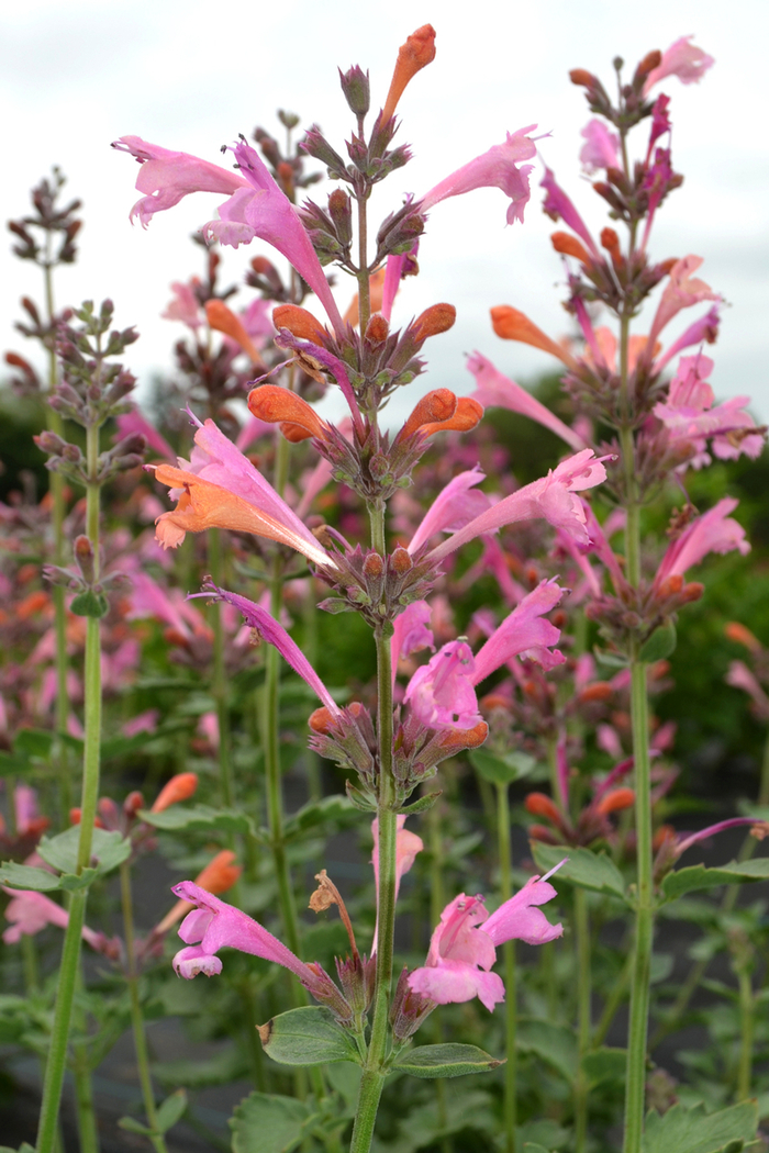 Agastache - Agastache 'Kudos™ Ambrosia' Agastache - Agastache 'Kudos™ Ambrosia'