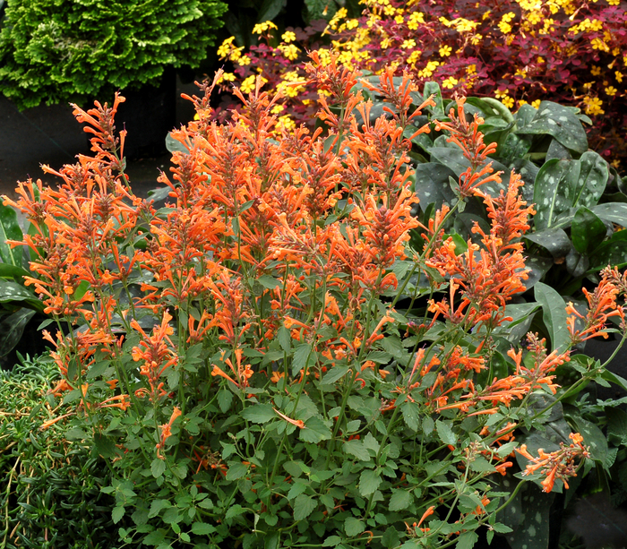 Anise Hyssop - Agastache Kudos™ 'Mandarin' Anise Hyssop - Agastache Kudos™ 'Mandarin'