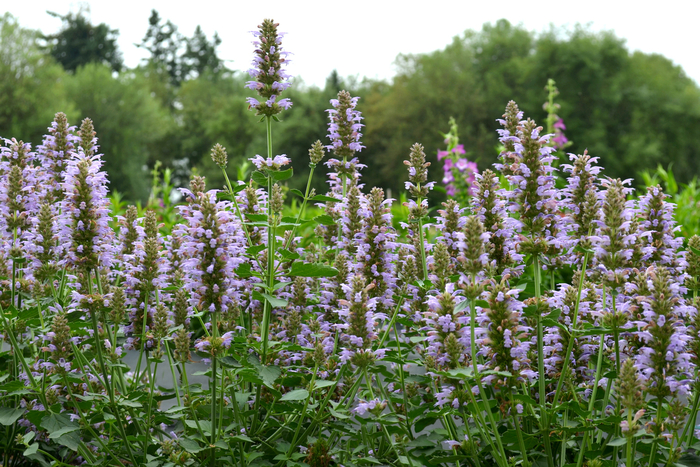 Agastache - Agastache hybrid 'Silver Blue' Agastache - Agastache hybrid 'Silver Blue'