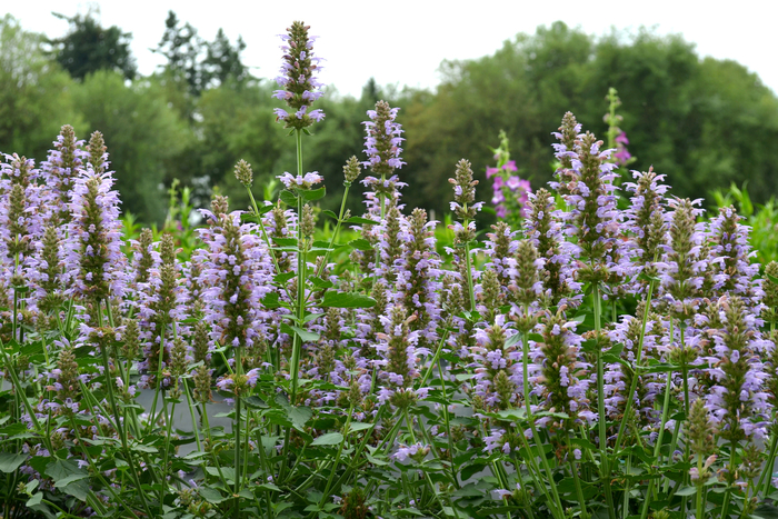 Agastache - Agastache hybrid 'Silver Blue'