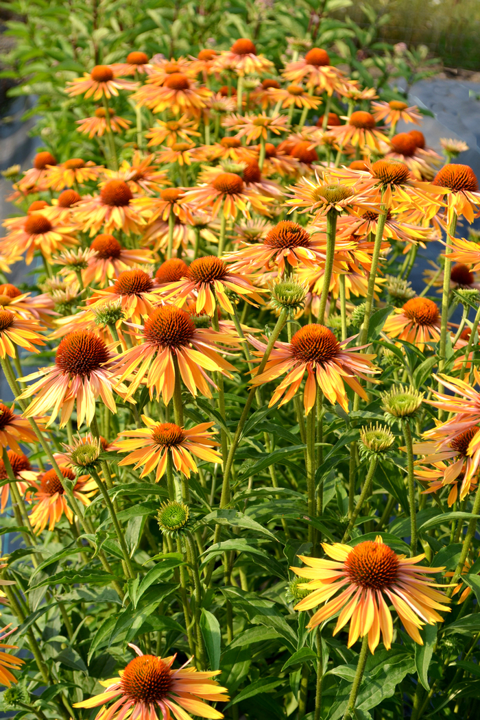 Coneflower - Echinacea 'Big Kahuna' 