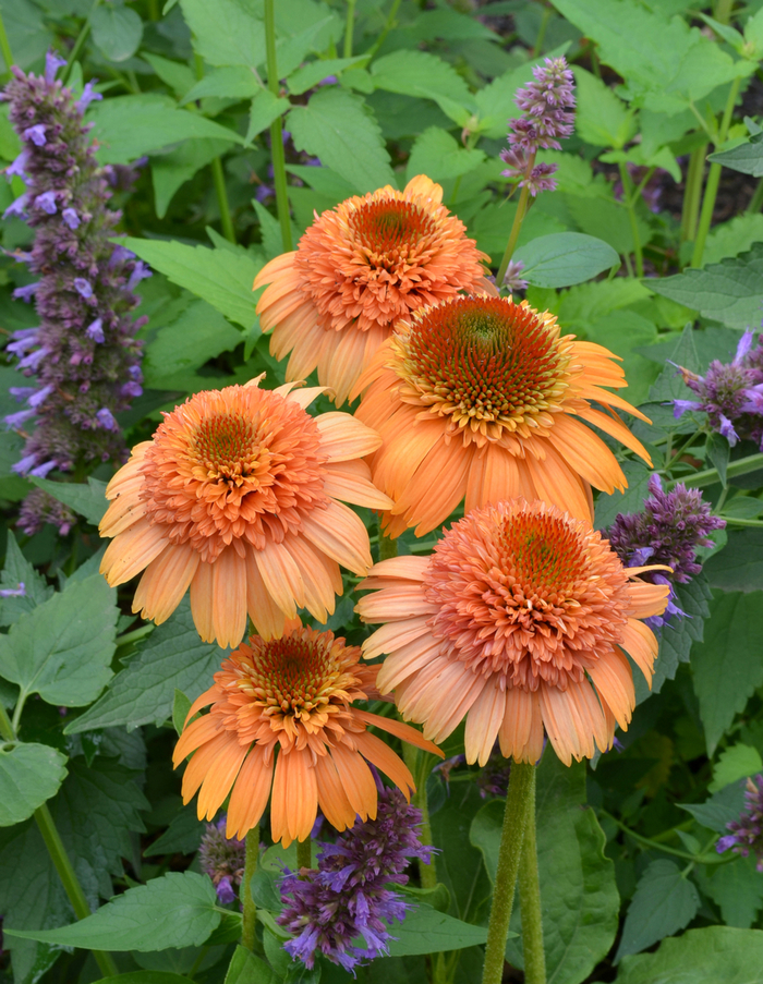 Coneflower - Echinacea 'Supreme™ Cantaloupe' Coneflower - Echinacea 'Supreme™ Cantaloupe'