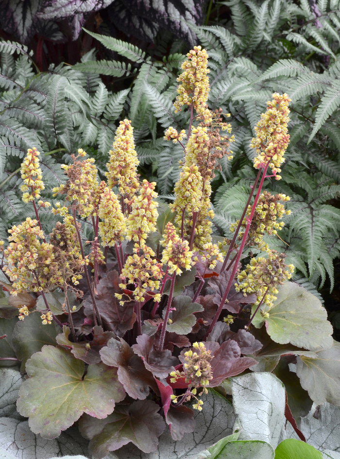 Coral Bells - Heuchera hybrid Little Cutie™ Blondie