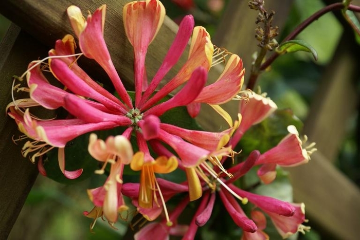 Honeysuckle Vine - Lonicera x heckrottii 'Goldflame' Honeysuckle Vine - Lonicera x heckrottii 'Goldflame'
