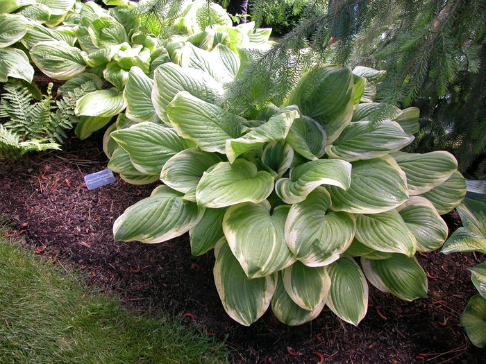 Plantain Lily - Hosta 'Fragrant Bouquet' Plantain Lily - Hosta 'Fragrant Bouquet'