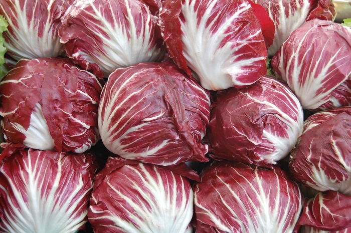 Radicchio - Cichorium intybus Radicchio - Cichorium intybus