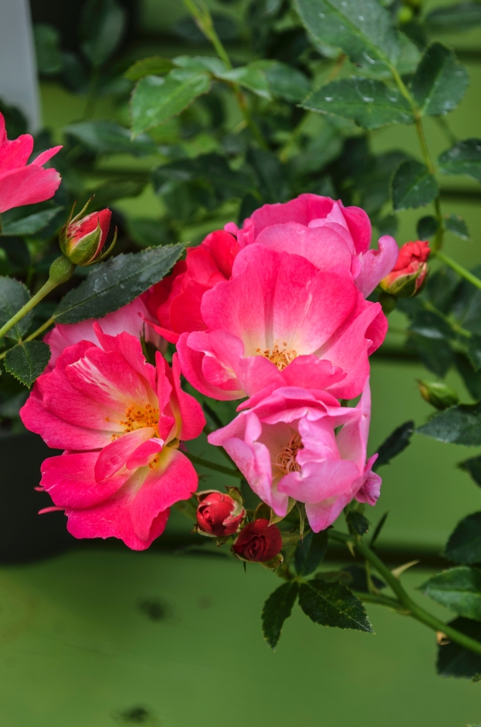 Pink Drift® Rose - Rosa 'Meijocos' Pink Drift® Rose - Rosa 'Meijocos'