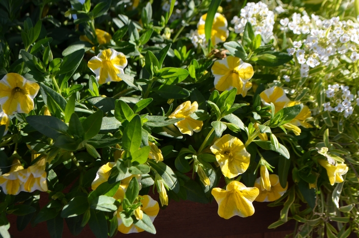 Superbells® Lemon Slice - Calibrachoa hybrid Superbells® Lemon Slice - Calibrachoa hybrid