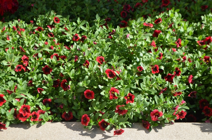 Superbells® Pomegranate Punch - Calibrachoa hybrid Superbells® Pomegranate Punch - Calibrachoa hybrid